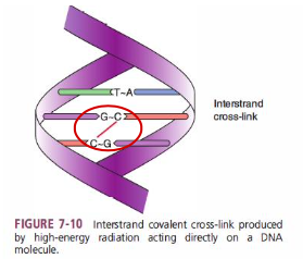 <p>Interstrand covalent cross-link produced by high-energy radiation acting directly on a DNA molecule</p>