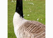 <p>goose</p>