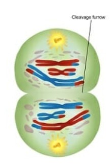 <p>Division cellulaire reproductrice (méiose 1): <strong>Télophase I</strong></p>