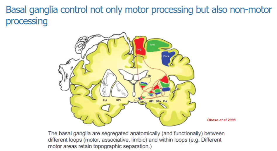 <p>The basal ganglia control both motor and non-motor processing.</p><p>They are involved in the regulation of various functions, including movement and cognitive/emotional processing.</p>