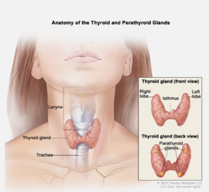 <p>Parathyroid chief cells</p>