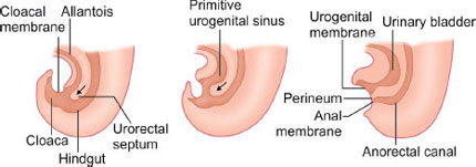<p>The anal membrane perforates around 7-8 weeks of development.</p>
