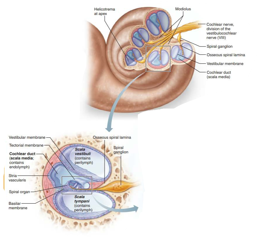 <p>cochlear duct</p>