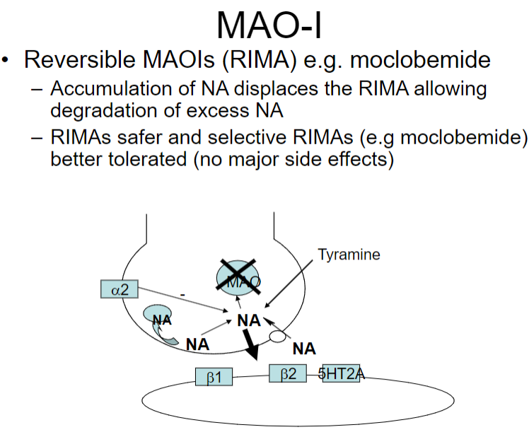 <p><strong>Action:</strong> Accumulation of norepinephrine (NA) displaces the RIMA, allowing degradation of excess NA.</p><p><strong>Safety:</strong> RIMAs are safer compared to irreversible MAOIs due to their selective action.</p><p><strong>Tolerance:</strong> RIMAs like moclobemide are better tolerated and generally cause no major side effects.</p>