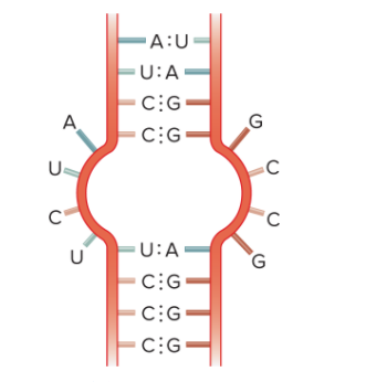 <p>Identify this RNA base pairing arrangement</p>