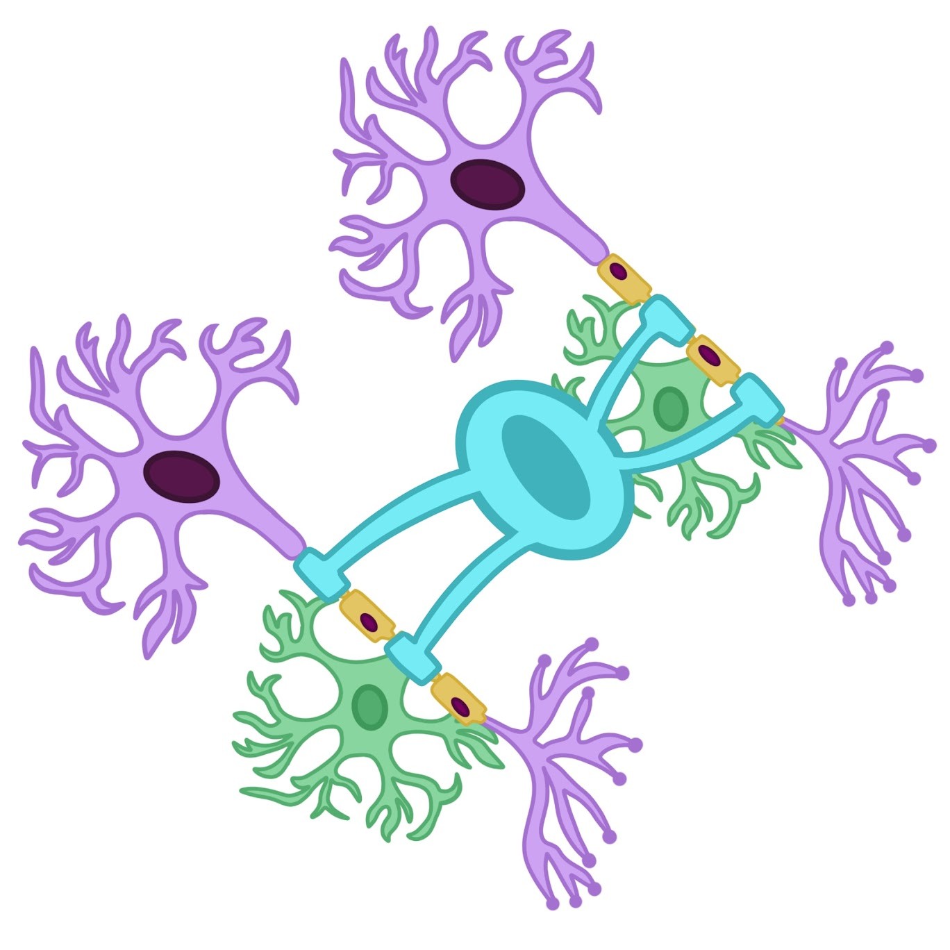 <p>Oligodendrocytes</p>