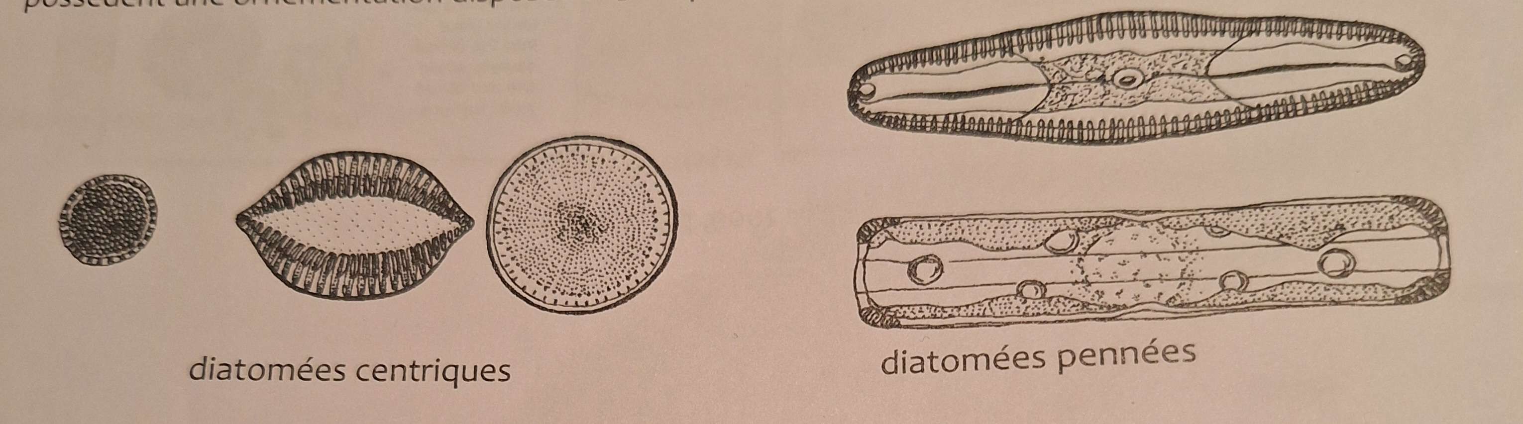 <p><strong>Protistes autotrophes microscopiques: Diatomées</strong>:</p>