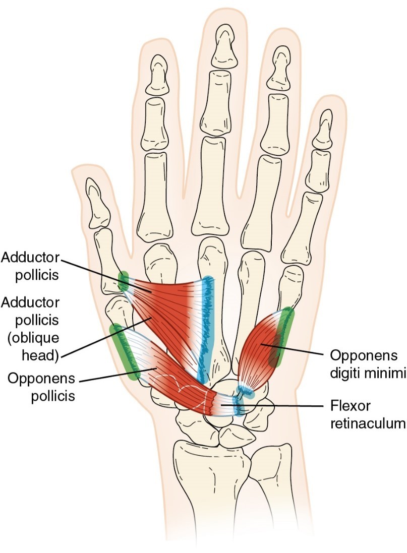 <p>Opponens Pollicis</p>