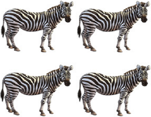 zebras four