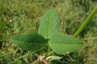 <p>Blad van welke familie?</p>