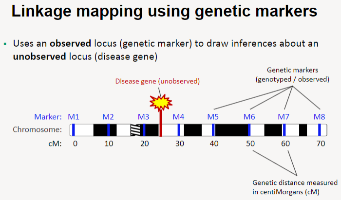 <p>Linkage mapping uses an <strong>observed locus</strong> (genetic marker) to <strong>draw inferences</strong> about an <strong>unobserved locus</strong> (such as a disease gene).</p><p>This method helps identify the <strong>location of disease genes</strong> by analyzing their relationship with known genetic markers.</p>