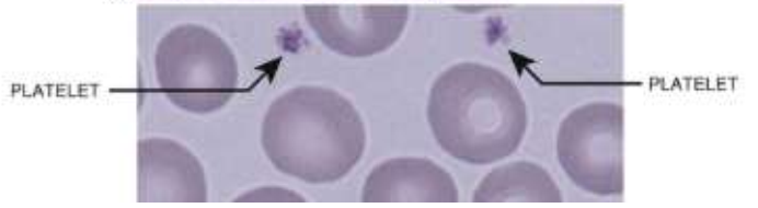 <p>Platelets (thrombocytes) are cell fragments; what do they do?</p>