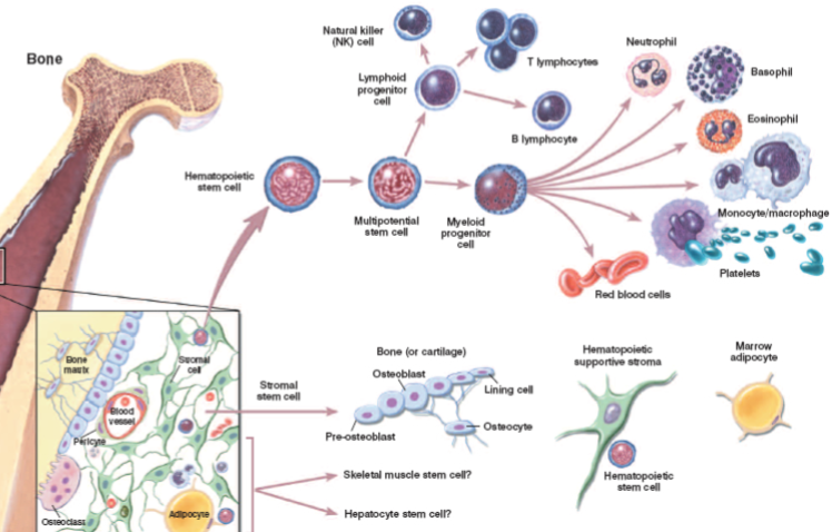 <p><strong>Osteoblasts</strong>: Responsible for bone formation.</p><p><strong>Osteocytes</strong>: Mature bone cells that maintain the bone matrix.</p><p><strong>Osteoclasts</strong>: Cells responsible for bone resorption (breakdown).</p><p><strong>Bone marrow cells</strong>: Involved in blood cell production.</p><p><strong>Mesenchymal (stromal) stem cells</strong>: Can differentiate into various cell types, including osteoblasts.</p><p><strong>Haematopoietic stem cells</strong>: Give rise to all blood cells.</p>