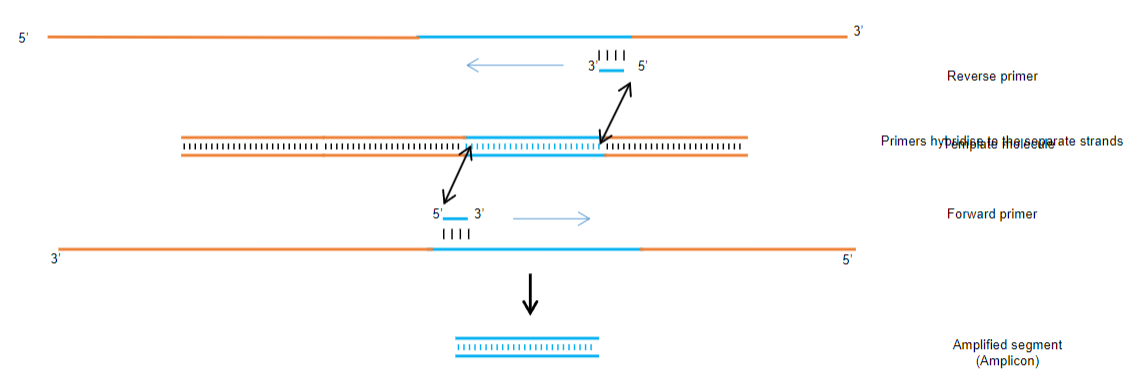 <p><strong>Specific Amplification:</strong> PCR allows the selective amplification of a specific DNA segment by using primers that are complementary to the target sequence at the ends.</p><p><strong>Exponential Amplification:</strong> The process leads to an exponential increase in the number of copies of the target DNA segment, making it easier to analyse.</p><p><strong>Utilization of Primers:</strong> Two primers are required, each complementary to the target sequence, ensuring that only the desired segment is amplified.</p>