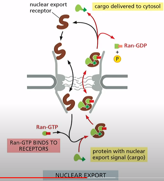 <p>1. Nuclear export receptor binds to cargo and Ran-GTP</p><p>2. Receptor + Cargo + Ran-GTP move to cytosol</p><p>3. Ran Binding Protein and Ran-GAP promote GTP hydrolysis, release of cargo and receptor</p><p>4. Empty export receptor returns to nucleus</p>