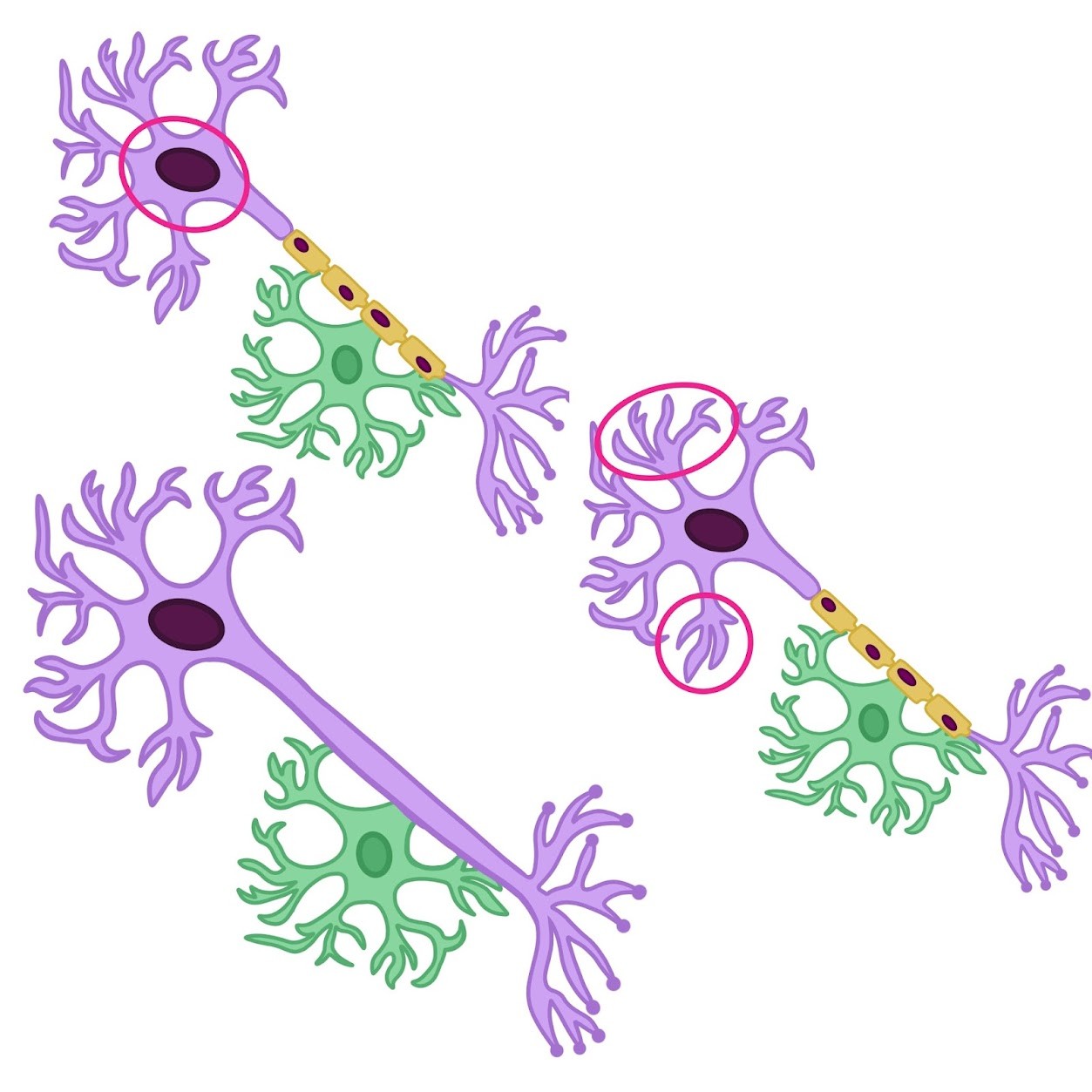 <p>Consists of neuron <span class="tt-bg-green">cell bodies</span>, <span class="tt-bg-green">dendrites</span>, and <span class="tt-bg-green">unmyelinated axons</span>; where integration takes place</p>