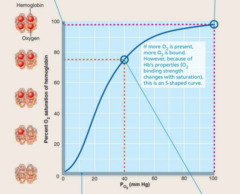 <p>arterial blood</p>