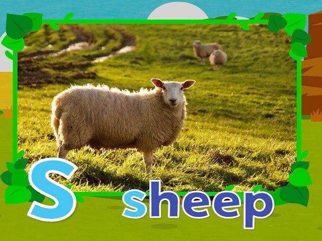 <p>sheep</p>