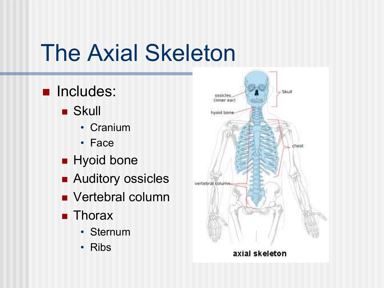 <p>Bones of the axial skeleton (face)</p>