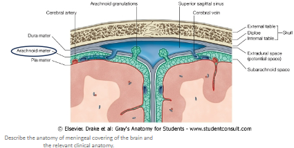 <p>The <strong>arachnoid mater</strong> is a <strong>thin, avascular</strong> layer located between the <strong>pia mater</strong> and <strong>dura mater</strong>.</p><p>It is a <strong>loosely applied layer</strong>, with projections that allow structures to pass through the <strong>subarachnoid space</strong>.</p>