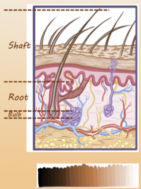 <p>The hair bulb contains the hair matrix, which is the active site of hair growth and pigmentation.</p><p>The bulb contains two types of cells: follicular keratinocytes and melanocytes.</p><p>Follicular keratinocytes produce hard keratin, which forms the hair shaft.</p>