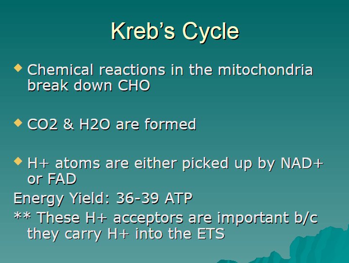 <p>chemical reactions in the mitochondria break down carbs </p>