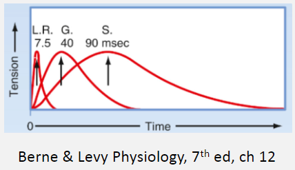 <p>The lateral rectus (eye muscle) mainly consists of type II fast twitch fibres.</p><p>The gastrocnemius (calf muscle) has a mixed composition of type I and type II fibres.</p><p>The soleus (calf muscle) contains more type I slow twitch fibres.</p>