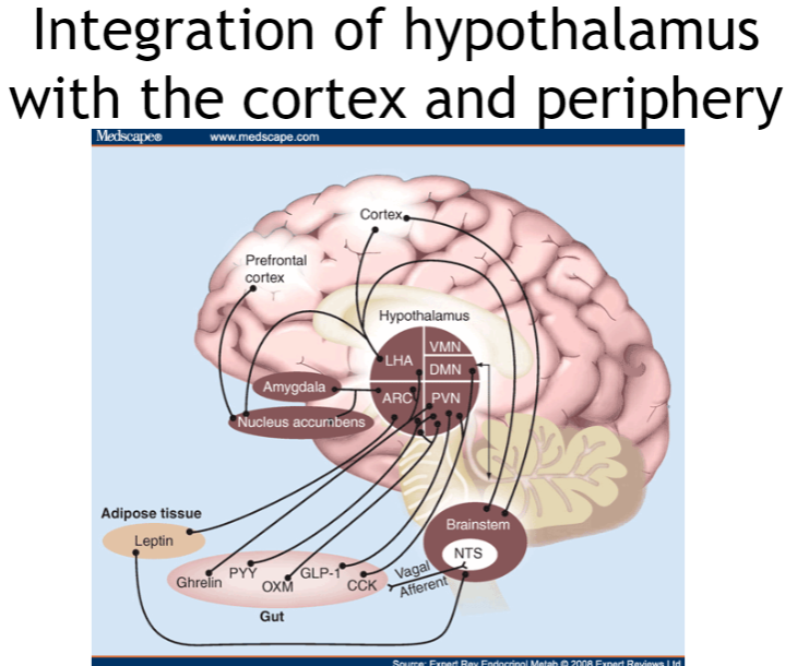 <p><strong>Cortex and hypothalamus</strong>: The cortex regulates higher-order functions, influencing the hypothalamus to control behaviors like feeding and homeostasis.</p><p><strong>Periphery and hypothalamus</strong>: The hypothalamus receives feedback from the body (e.g., hormones, sensory signals) to manage hunger, satiety, and temperature.</p><p><strong>Bidirectional communication</strong>: It adjusts behaviors like eating and drinking in response to changes in the body and environment.</p><p><strong>Homeostasis control</strong>: The hypothalamus integrates signals from both the cortex and periphery to maintain balance, controlling autonomic functions and emotions.</p>