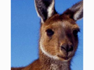 <p>kangaroo</p>