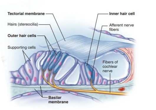 <p>cochlear hair cells</p>