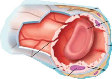 <p><em>name this capillary </em></p><p></p><p>Most common in ____, muscles, ____, and CNS</p><p></p><p>Often have ________</p><p></p><p>_________________s that ferry fluid across the endothelial cells</p><p>Most have _________________ unless in brain to preserve the blood brain barrier</p>