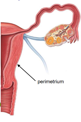 <p>- outer layer </p><p>- visceral peritoneum</p>