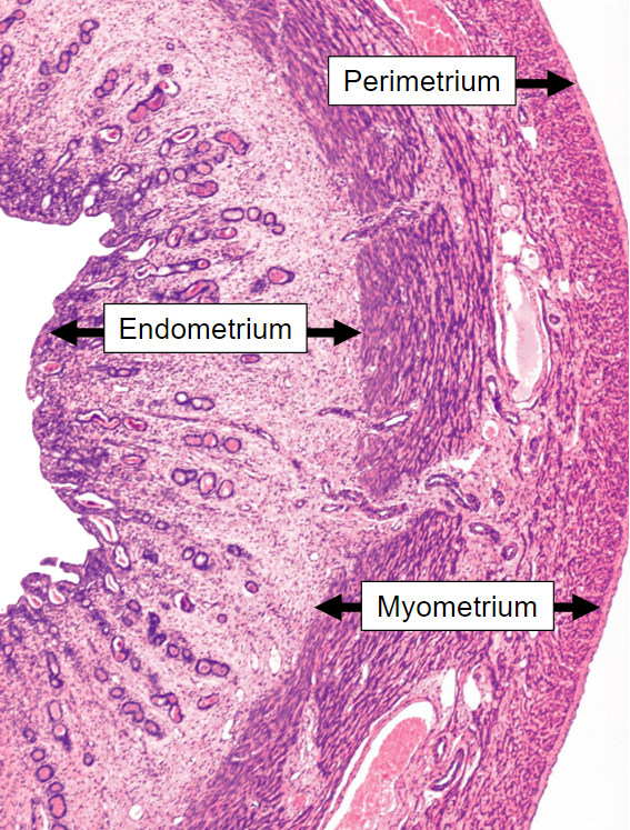 <p><strong>Perimetrium</strong>: The outermost layer of the uterus.</p><p><strong>Endometrium</strong>: The innermost layer, lining the uterine cavity.</p>