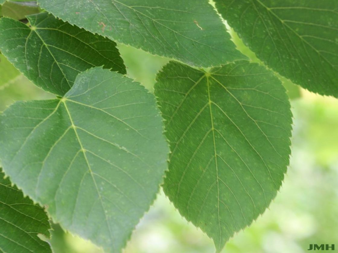 <p><em>Tilia americana</em></p><p>simple/alternate</p>