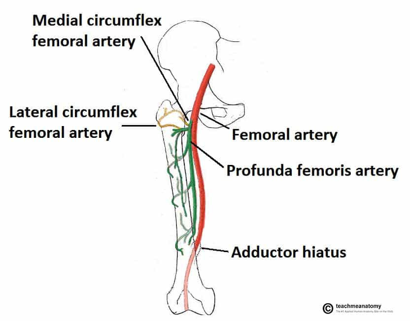 <p>Profunda femoris, also known as the deep femoral artery.</p>