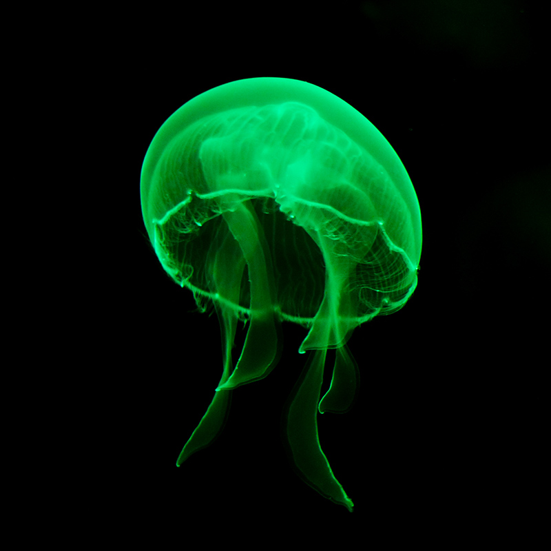 <p>What is Green Fluorescent Protein (GFP)? (1)</p>