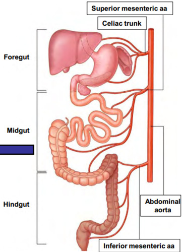 <p>The midgut gives rise to the caudal duodenum, jejunum, ileum, cecum, appendix, ascending colon, and proximal 2/3 of the transverse colon.</p>