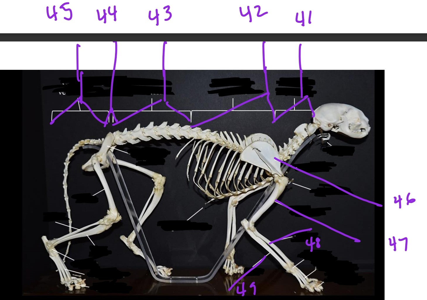 <p> name and vert #</p><p>41 cervical vertebrae - 7</p><p>42 thoracic vertabrae - 13</p><p>43 lumbar vertabrae - 7</p><p>44 sacral vertabrae - 3</p><p>45 caudal vertabrae - 19-21</p>