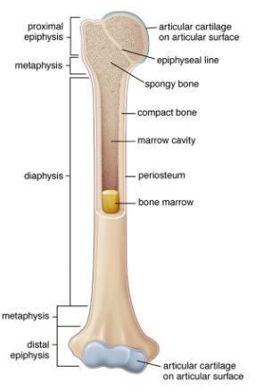 <p>Bone cavities are lined with <strong>endosteum</strong>, typically a single layer of <strong>bone lining cells</strong> and <strong>osteoprogenitors</strong>.</p><p>They include the <strong>marrow cavity</strong> and spaces between <strong>spongy bone trabeculae</strong>.</p><p>Contain <strong>red marrow</strong> (site of haematopoiesis) and <strong>yellow marrow</strong> (stores adipose tissue).</p><p>In adults, yellow marrow dominates as less new blood cell production is required but can <strong>revert to red marrow</strong> if needed.</p><p>In adults, red marrow is found in <strong>limited locations</strong>, such as the pelvis, sternum, and vertebrae.</p>