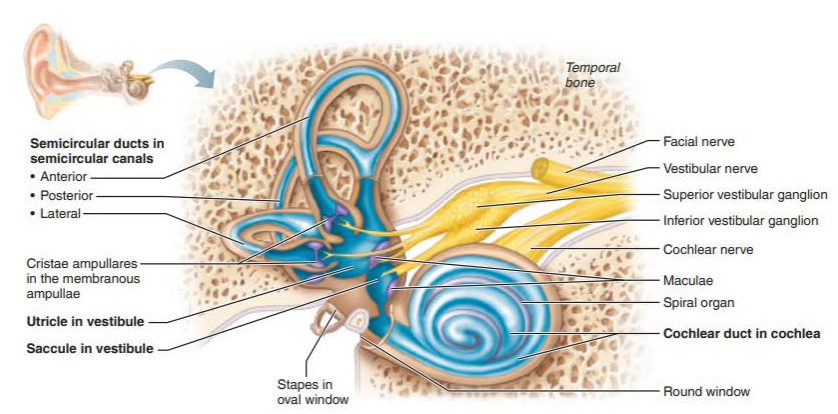 <p>conduct sound vibrations</p><p>respond to mechanical forces occurring during changes in body position and acceleration </p>