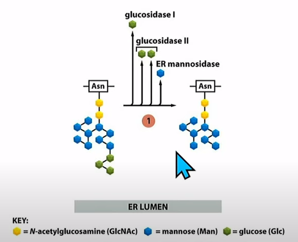 <p>1. 3 glucoses are removed (linked to proper folding of protein)</p><p>2. 1 Mannose is removed</p><p>3. Glycosylated protein is transported via vesicles to the Golgi</p><p>4. That glycosylated protein is further modified in Golgi sacs</p>