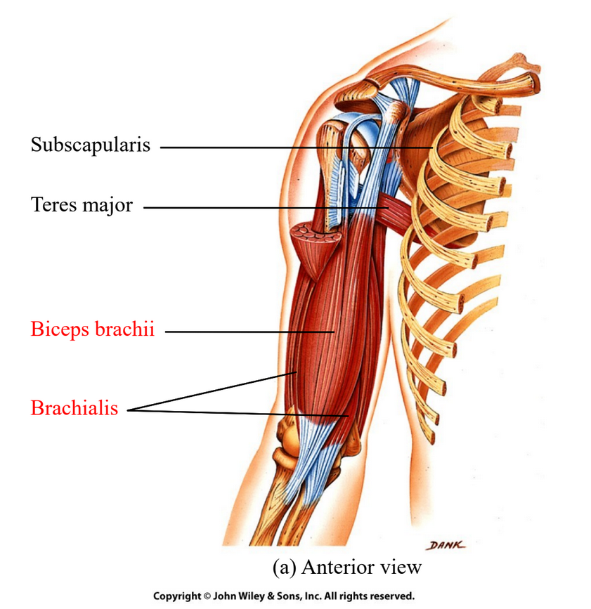 <p>Biceps brachii - flexes forearm and arm and allows for supination (holding)</p><p>Brachialis - flexes forearm</p>