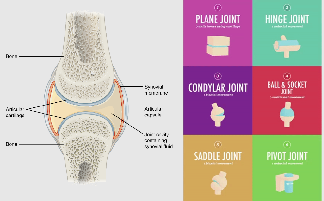 <p>Joints that contain a joint cavity.</p><p>Enclosed within a fluid-filled capsule.</p><p>Surrounded by articular cartilage.</p>