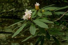 <p>Great Rhododendron</p>