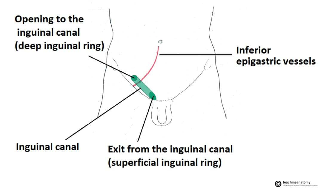 <p>Through which canal does the vas deferens pass to enter the pelvic cavity?</p>