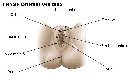 <p>Vulva</p><p>Clitoris</p><p>Labia (majora and minora)</p>