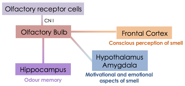 <p><strong>Olfactory receptor cells</strong> detect odorants.</p><p>The information is transmitted via <strong>Cranial Nerve I (CNI)</strong> to the <strong>olfactory bulb</strong>.</p><p>Signals from the olfactory bulb are sent to the <strong>hippocampus</strong> for <strong>odor memory</strong> processing.</p><p>The information also reaches the <strong>frontal cortex</strong> for the <strong>conscious perception of smell</strong>.</p><p>The <strong>hypothalamus</strong> processes the <strong>motivational aspects</strong> of smell.</p><p>The <strong>amygdala</strong> is involved in the <strong>emotional responses</strong> to smells.</p>