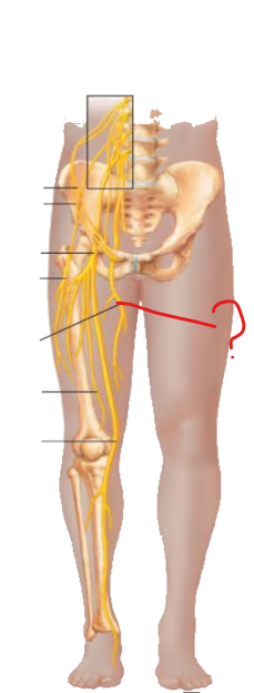 <p>name a human muscle innervated by this nerve</p>