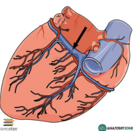 <p>-They return oxygenated blood from cardiac muscle tissue and combine on the posterior aspect of the heart to form the <strong>coronary sinus</strong>. </p><p>-Blood from the coronary sinus then enters the <strong>right atrium.</strong></p>