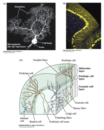 <p>Purkinje cells have elaborate dendritic trees that receive convergent input from cells in the molecular layer.</p>